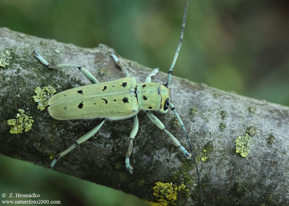 kozlíček, Saperda octopunctata, Cerambycidae, Saperdini (Brouci, Coleoptera)